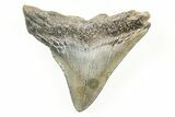 Juvenile Megalodon Tooth - South Carolina #196097-1